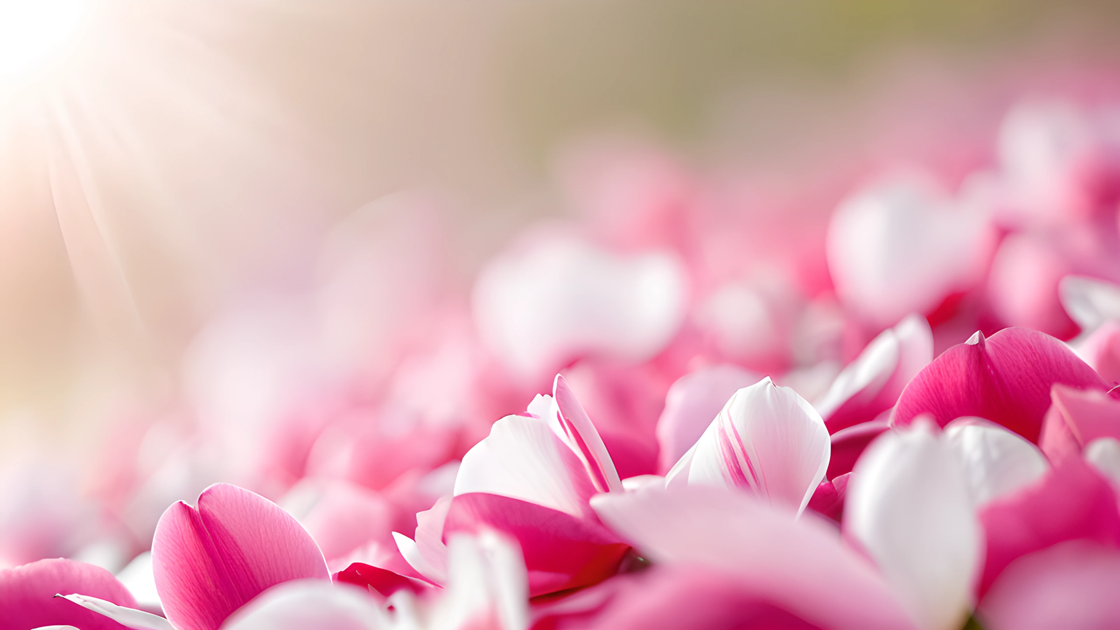 4K Flowers & Sakura petals 2025-12-19